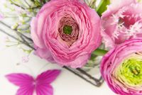 ranunculus-3176396